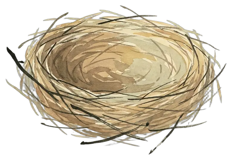 an empty nest