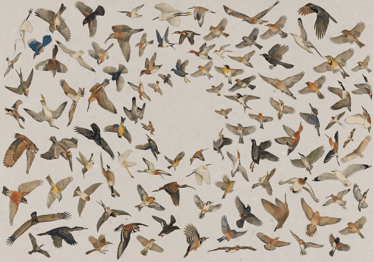 avianvisitors collage